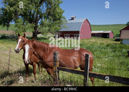 In der Nähe von Pullman, Washington, in Palouse Land, südöstlichen US-Bundesstaat Washington. Pferde und rote Scheune. Stockfoto