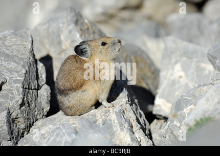 Stock Foto von einem Pika sitzt auf einem Felsen, Wasatch Mountains, Utah, 2008. Stockfoto