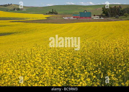 In der Nähe von Pullman, Washington, in Palouse Land, südöstlichen US-Bundesstaat Washington. Raps-Feld und rote Scheune. Stockfoto