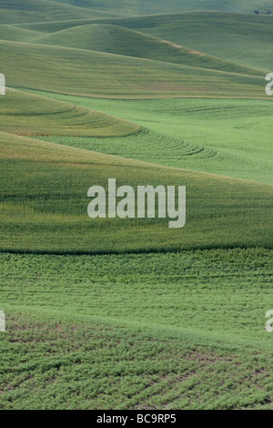 Whitman County, Palouse Land, südöstlichen US-Bundesstaat Washington. Weizen-und Linsen angebaut. Stockfoto