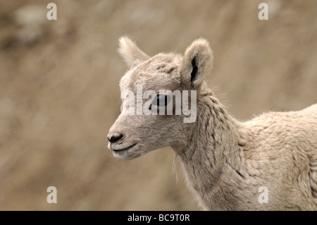 Stock Foto Nahaufnahme Bild des Bighorn Schafe Lamm, Yellowstone-Nationalpark, Juni 2009. Stockfoto