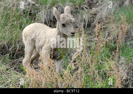 Stock Foto Nahaufnahme Bild des Bighorn Schafe Lamm, Yellowstone-Nationalpark, Juni 2009. Stockfoto