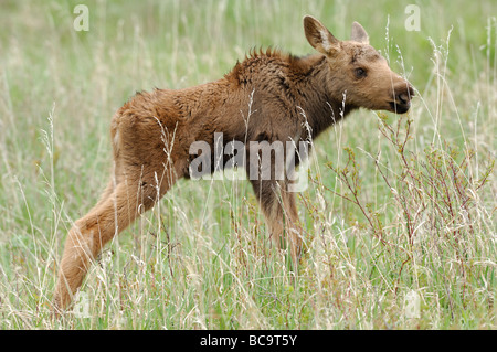 Stock Foto-Profil von einem Elch Kalb auf einer Wiese, Yellowstone-Nationalpark, 2009. Stockfoto