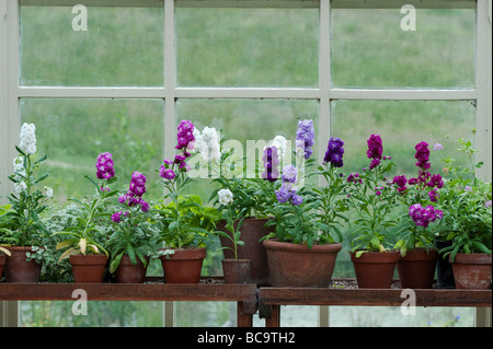 Matthiola incana. Graue Lager Blumen in einem Glashaus an der RHS Harlow Carr, Harrogate, Großbritannien