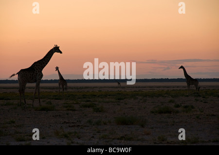 Giraffen (Giraffa Plancius) Silhouette bei Sonnenuntergang im Etosha Nationalpark in Namibia Stockfoto