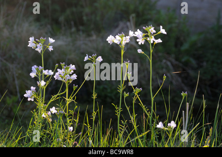 Lady s Kittel oder CuckooFlower Cardamine Pratensis in Blume wächst im Bereich der Tierwelt Garten Uk April Stockfoto