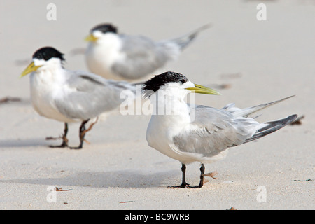 Größere Crested Seeschwalben am Strand, Bird Island, Seychellen Stockfoto