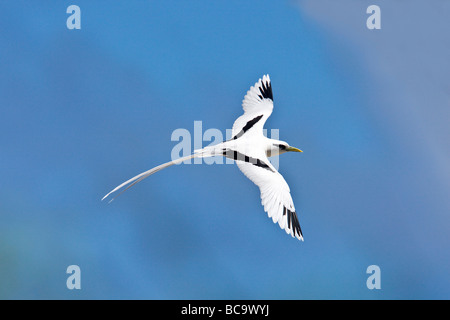 White-tailed Tropicbird im Flug Stockfoto