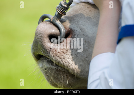 Handler Holding Bull Ring durch Nase, royal Norfolk zeigen, Norwich, england Stockfoto