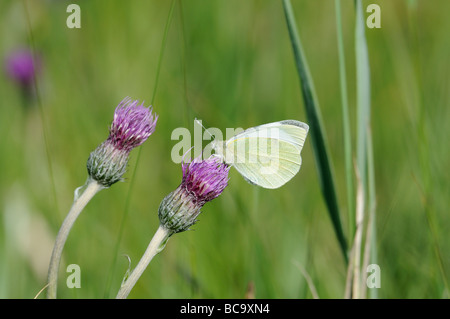 Kleine weiße Artogeia Rapae Fütterung auf Wiese Distel Cirsium Vulgare Norfolk UK Juni Schmetterling Stockfoto