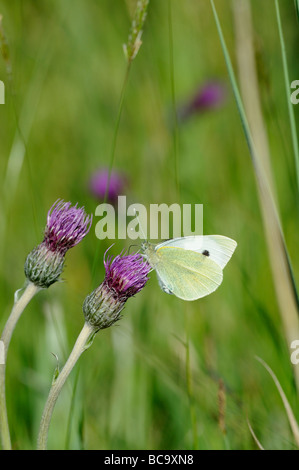 Kleine weiße Artogeia Rapae Fütterung auf Wiese Distel Cirsium Vulgare Norfolk UK Juni Schmetterling Stockfoto