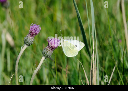 Kleine weiße Artogeia Rapae Fütterung auf Wiese Distel Cirsium Vulgare Norfolk Uk Juni Schmetterling Stockfoto