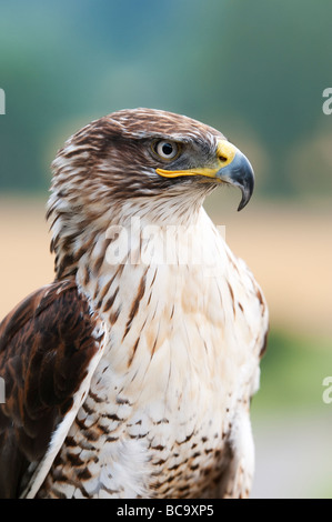 Buteo regalis. Eisenhaltige Bussard portrait Stockfoto