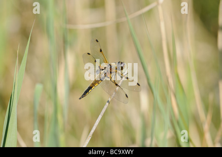 Dragonfly 4 Spotted Chaser Libellula Quadrimaculata in Ruhe auf die Vegetation Norfolk UK Juni Stockfoto