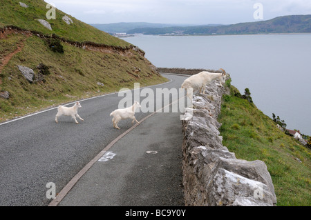 Großes Orme Kaschmir Ziegen Nanny und zwei Kinder, die Straße überqueren kann Llandudno North Wales UK Stockfoto