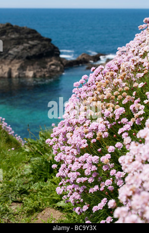 Sparsamkeit auf Klippen auf dem South West Coast Path in der Nähe von Porth Cothan Stockfoto