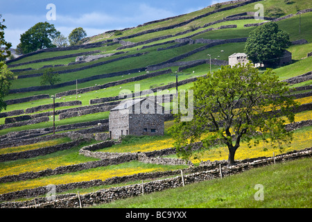 Swaledale Scheunen und Stein Wände Wiesen Gunnerside Yorkshire Dales National Park Stockfoto