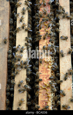 Biene-Keeper Inspektion von Hive und frames Stockfoto