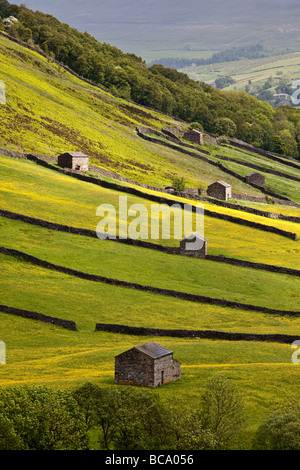 Swaledale Scheunen und Wildblumenwiesen in der Nähe von Thwaite Yorkshire Dales National Park Stockfoto
