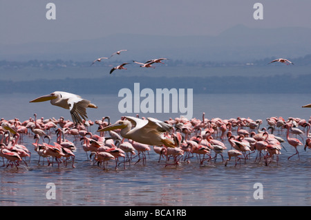 großer weißer Pelikan zurückziehen vor Flamingos PELECANUS ONOCROTALUS NAKURU Nationalpark Kenia in Ostafrika Stockfoto