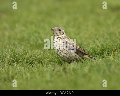 Misteldrossel Soor, Turdus Viscivorus, juvenile stehen in kurzen Rasen Stockfoto