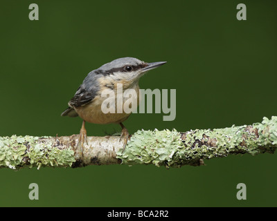 Kleiber Sitta Europaea, thront auf Flechten bedeckt Zweig Stockfoto