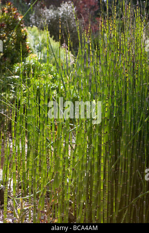 Licht durch See-Anlage Stockfoto