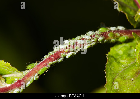 Blattläuse an einer Pflanze in einem Garten in Wales, UK Stockfoto