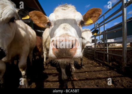 Aberdeen Angus weiß Kreuz-Park Rinder Stockfoto