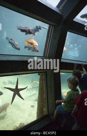 Kinder beobachten, Fische und Seesterne in Seattle Aquarium Stockfoto