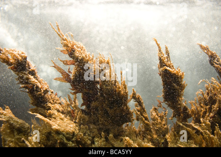 Algen in einem Wassertank mit bubbles Stockfoto