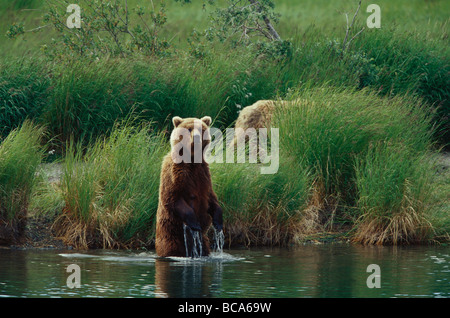 Ein Braunbär, Grizzly, Mutter mit Jungtier, Ursus Arctos, Katmai Nationalpark, Alaska, USA Stockfoto