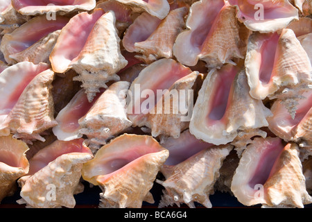 Muscheln am Markt, St. George's, Grenada Stockfoto