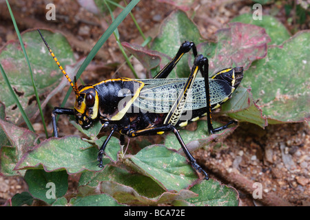 Ein Pferd Lümmel Grasshopper, Taeniopoda Eques, Fütterung. Stockfoto