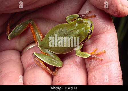 Ein Pine Barrens Treefrog sitzt in eine Handfläche einer Hand. Stockfoto