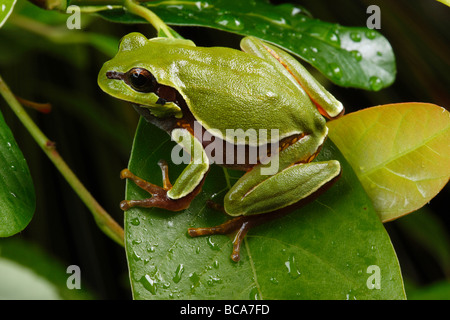 Eine vom Aussterben bedrohte Pine Barrens Treefrog Hopfen auf einem Blatt. Stockfoto