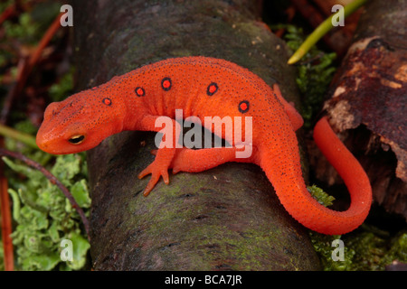 Eine rote Eft kriecht auf dem Waldboden. Stockfoto