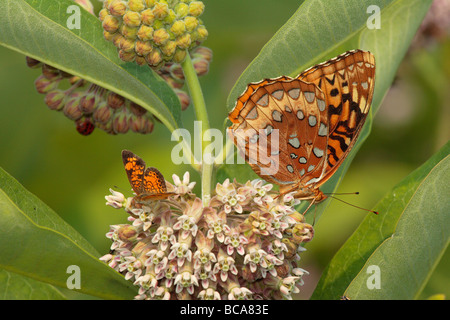 Ein großer spangled Fritillary und einem Halbmond von Wolfsmilch Nektar ernähren. Stockfoto