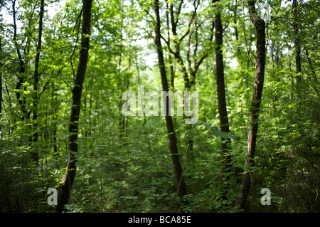 Lebendige grüne Bäume im Frühlingswald im Sonnenlicht Stockfoto