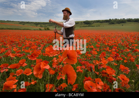 Ein Landwirt in einem Feld von Mohnblumen auf den South Downs in Sussex, England. Die Blüten sind eine Flamme von Scarlet an einem heißen Junitag. Stockfoto