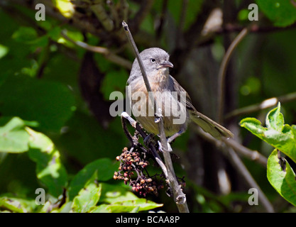 Wrentit - Chamaea fasciata thront auf einem Ast, abgebildet vor einem verschwommenen Hintergrund Stockfoto