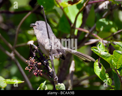 Ein Wrentit Vogel - Chamaea fasciata, auf einem Ast thront, vor einem verschwommenen Hintergrund abgebildet. Stockfoto