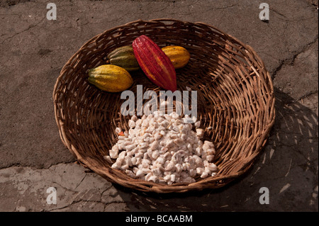 Coco-Schoten und frische Bohnen in einem geflochtenen Korb Stockfoto