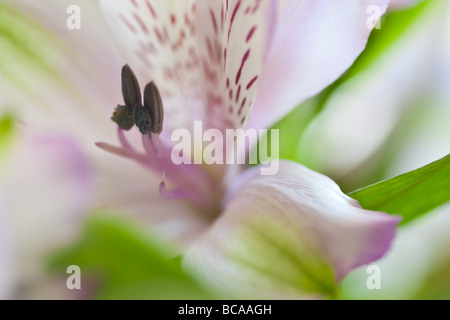 Peruanische Lilly Stockfoto