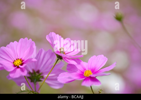 Ausstrahlung Kosmos ist Mitglied der Aster-Familie kultiviert.  Es hat große 2-2,5' Blüten von unterschiedlicher Farbe.  Diese Sorte wird ca. 4-5 Fuß hoch wachsen. Stockfoto