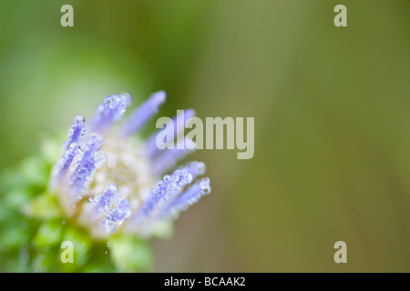 Ein lila Aster, dass kann ich t ganz identifizieren es sehr ähnlich wie ein New Yorker Aster s aber hat lila Blüten der Festplatte Stockfoto