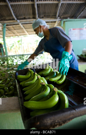 Fairtrade-Bananen Bauer, Dominikanische Republik Stockfoto