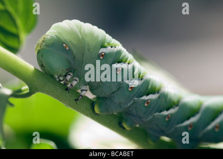 Tomaten-Hornworm (Manduca Quinquemaculata) Closeup. Stockfoto