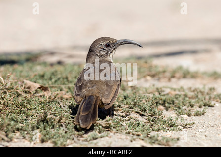 Kalifornien Thrasher (Toxostoma Redivivum) Fütterung in der Bodendecker. Stockfoto