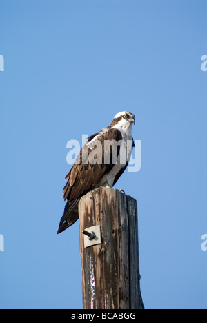 Fischadler (Pandion Haliaetus) thront auf einem Pfosten. Stockfoto